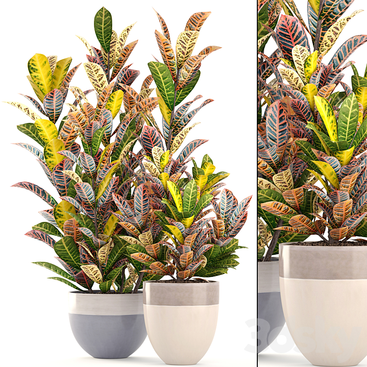Collection of plants. Croton Flowerpot tree bush interior indoor decorative exotic plants 3DS Max - thumbnail 1