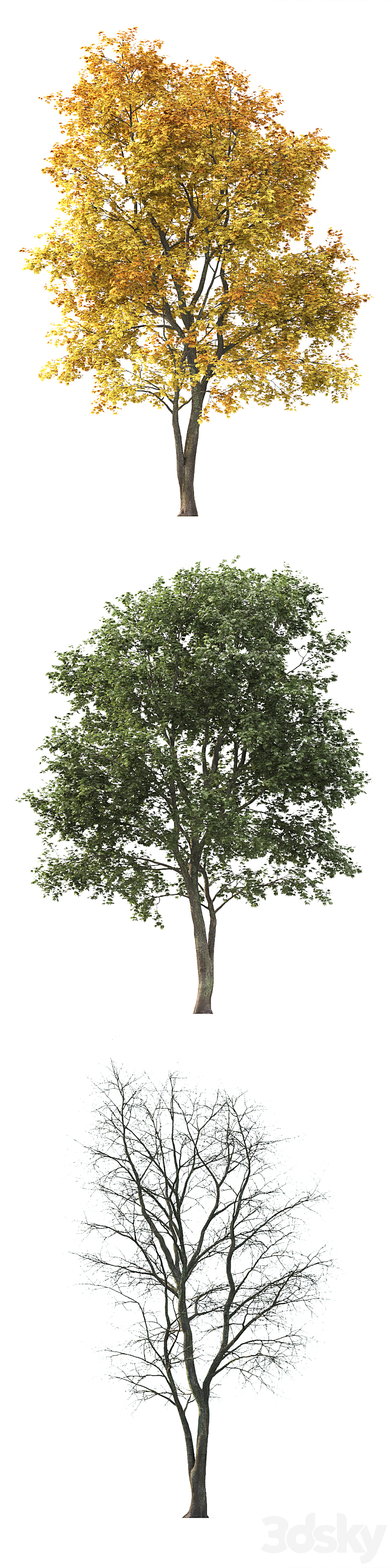 Maple 3D Model