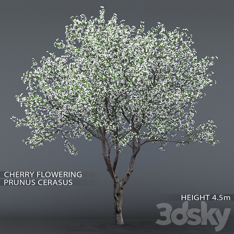 Cherry-tree flowering (Cerasus) # 1 3DS Max - thumbnail 1