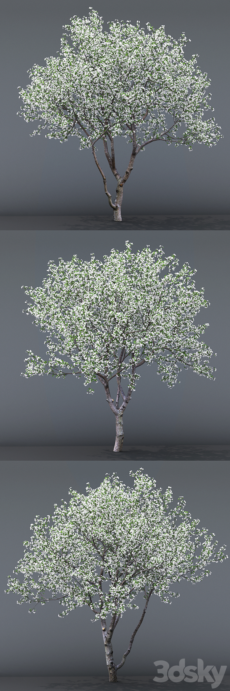 Cherry-tree flowering (Cerasus) # 1 3DS Max - thumbnail 2