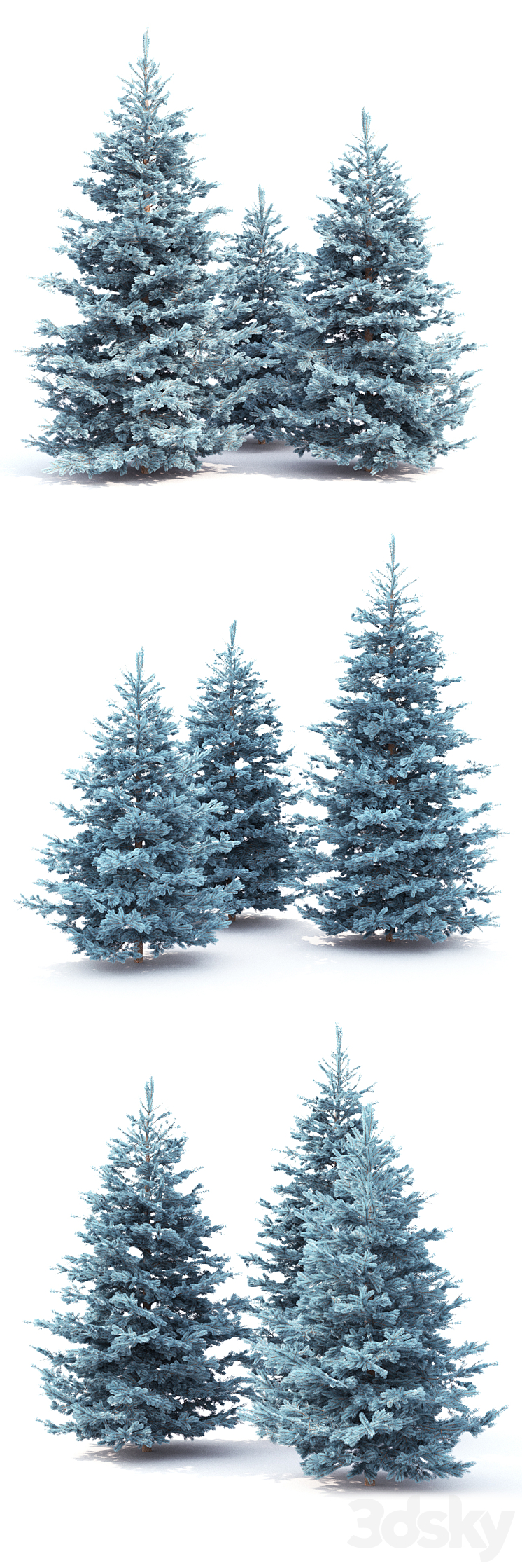 Spruce 3D Model