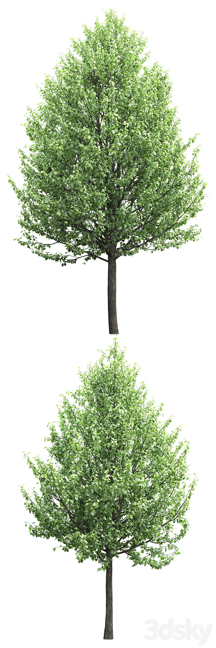 Tilia 3D Model