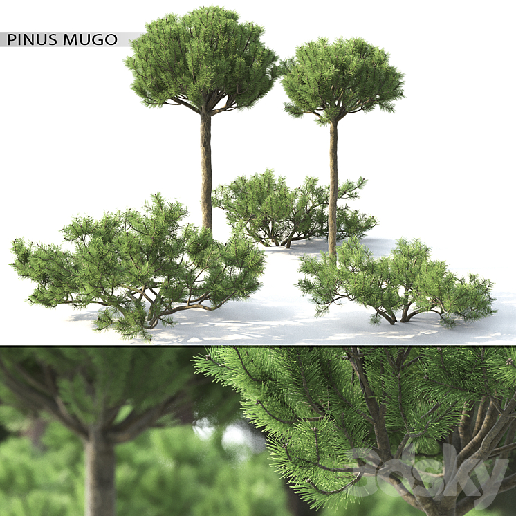 Pinus Mugo 3 3DS Max - thumbnail 1