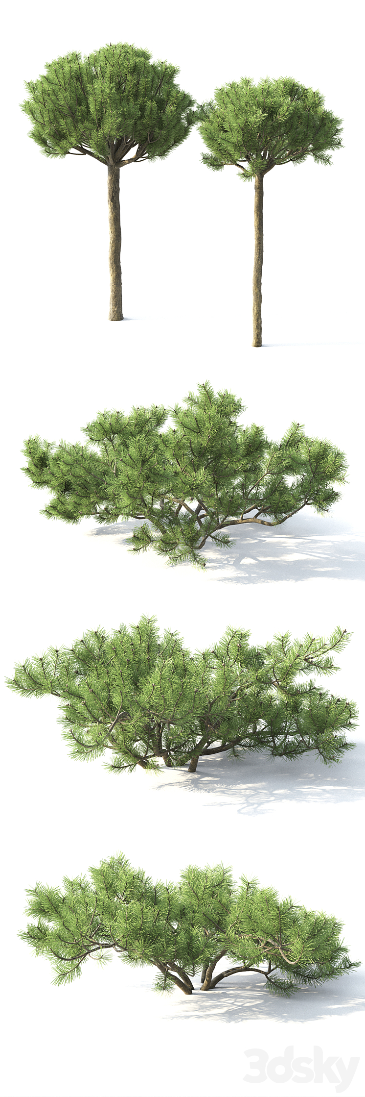 Pinus Mugo 3 3DS Max - thumbnail 2