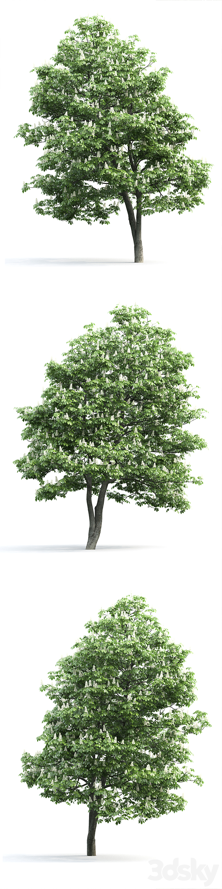 Chestnut 2 3D Model