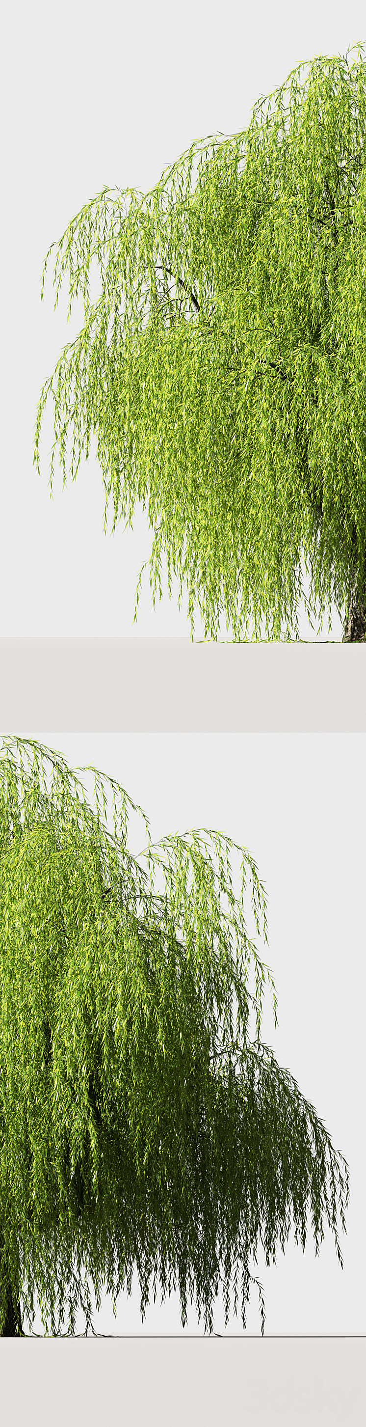 Tree Willow 3D Model