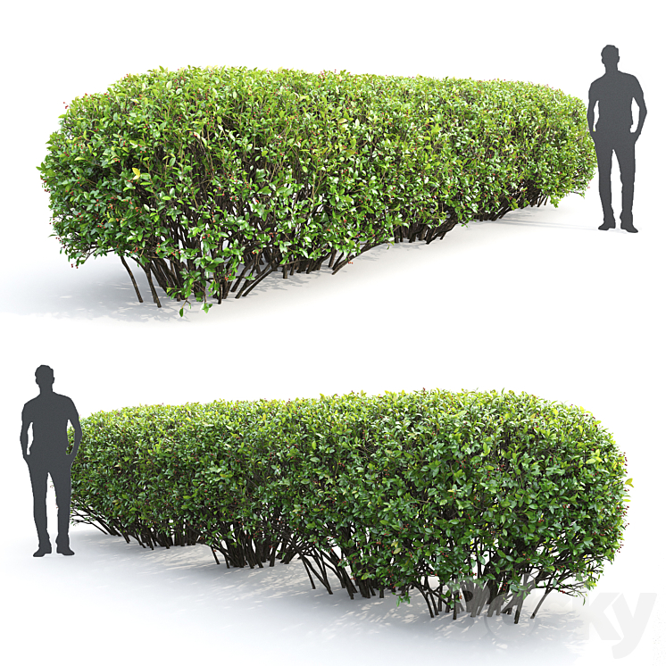 Cotoneaster lucidus hedge #2 3D Model