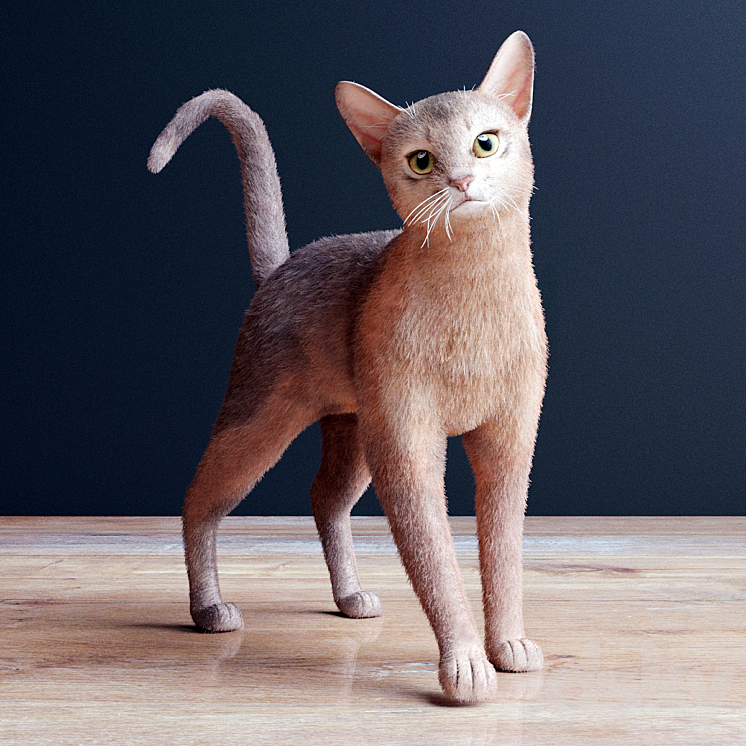 Abyssinian cat 3D Model