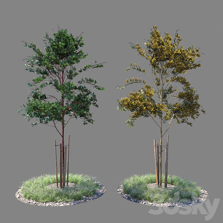 Young tree 04 3DS Max - thumbnail 1