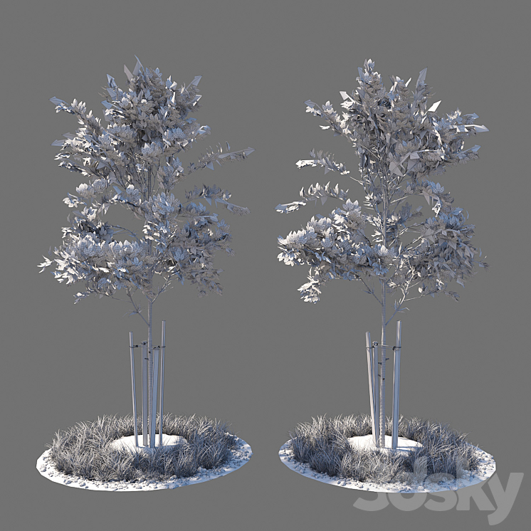 Young tree 04 3DS Max - thumbnail 2