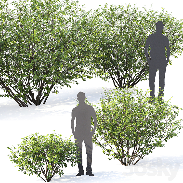 Berezkin # 5 (Summer) 3D Model