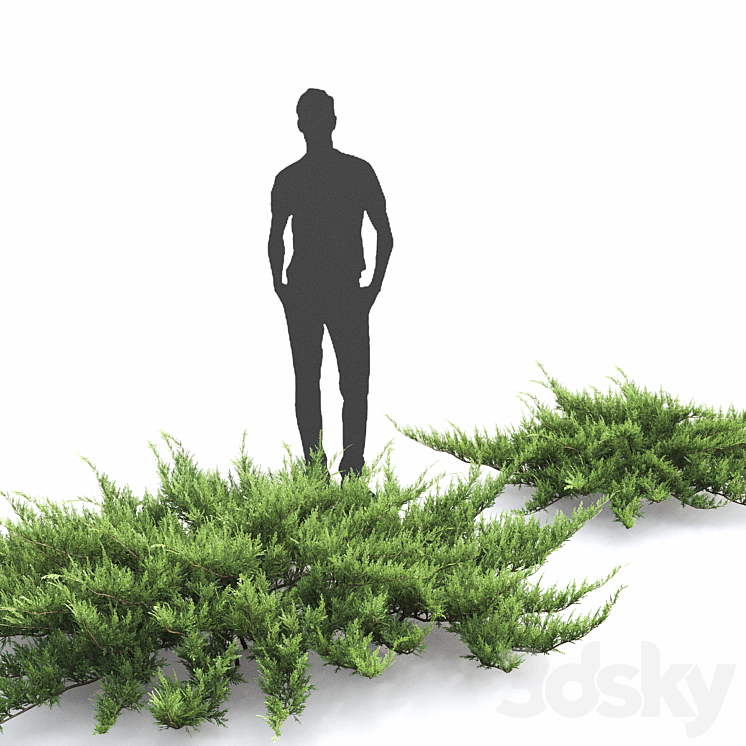 Juniperus 3D Model