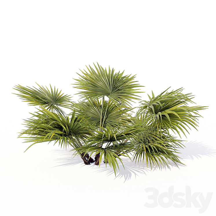 Chuniophoenix_hainanensis_01