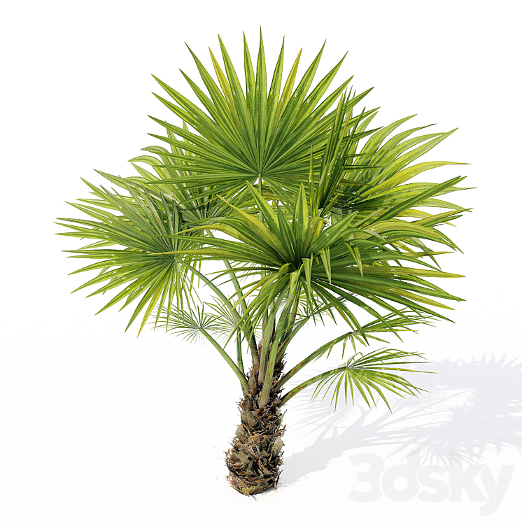 Chuniophoenix_hainanensis_02