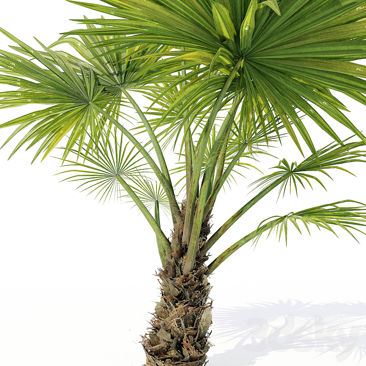 Chuniophoenix_hainanensis_02 3D Model