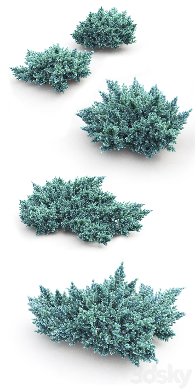 Juniper squamata # 1 3D Model