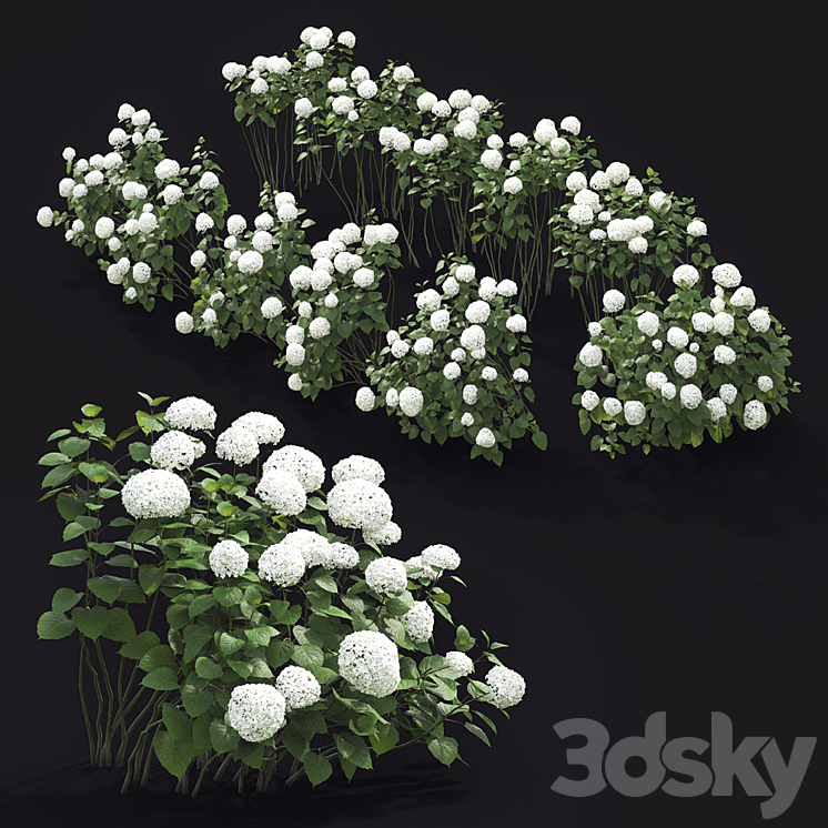 Hydrangea arborescens hedge 3D Model