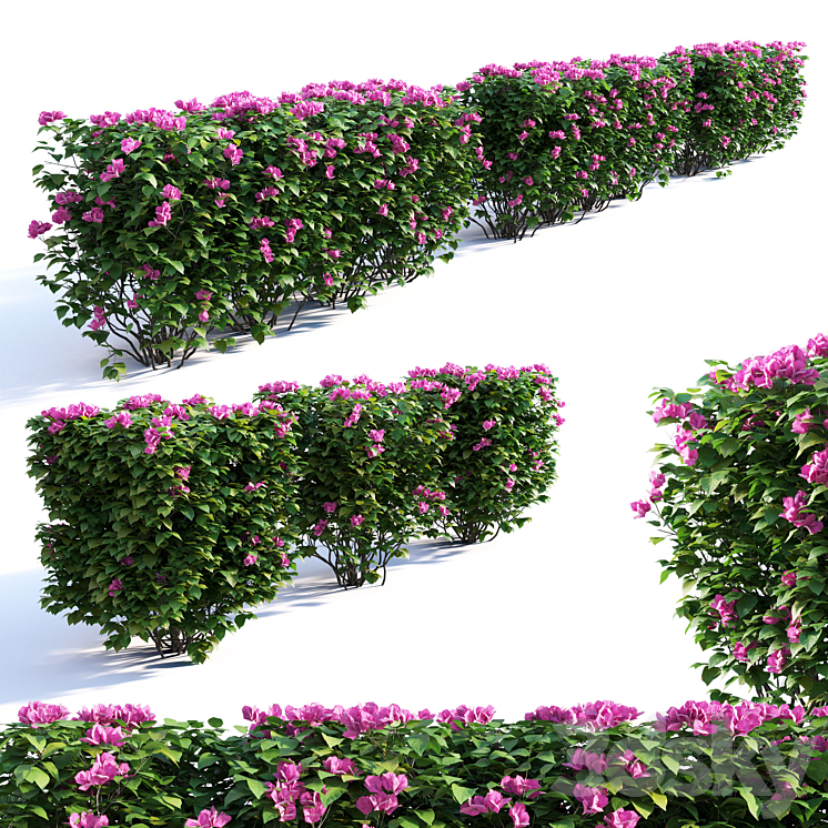 Bougainvillea Hedge 0.8 m Height 3DS Max - thumbnail 1