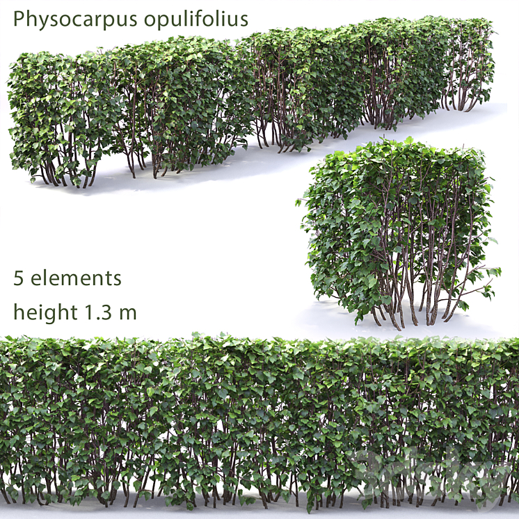Physocarpus hedge # 1 3DS Max - thumbnail 1