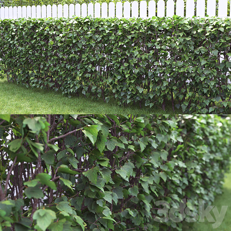 Physocarpus hedge # 1 3DS Max - thumbnail 2