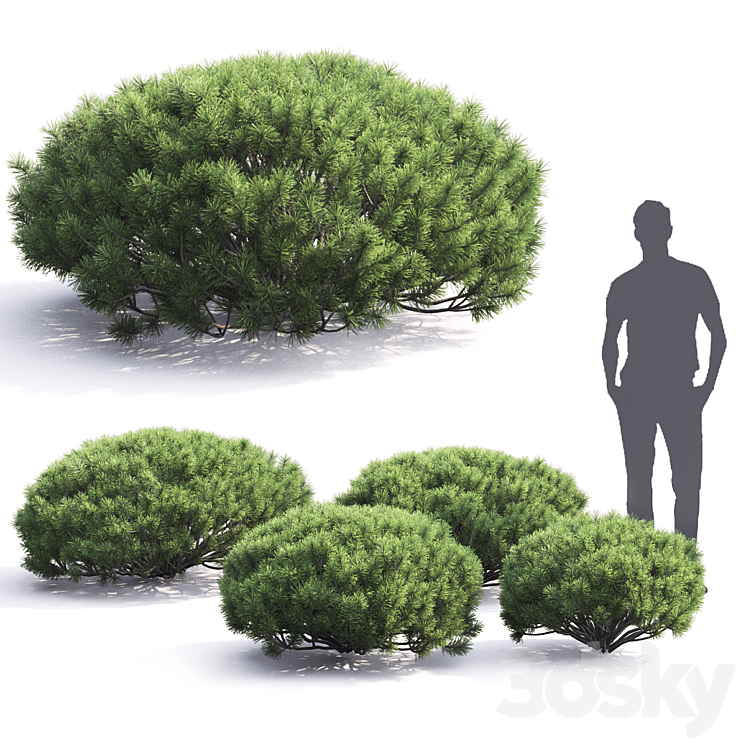 Pinus Mugo 3D Model - 3DSKY Decor Helper