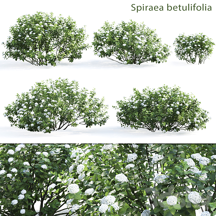 Spirea betulifolia 3DS Max - thumbnail 1