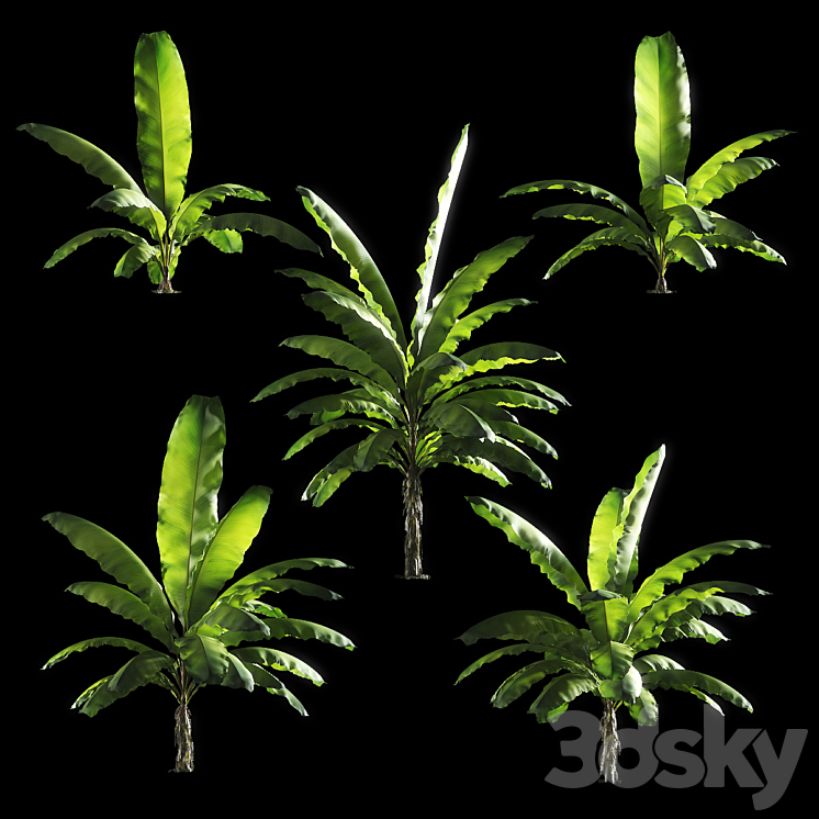 Banana palm tree Set of 5 models 3D Model