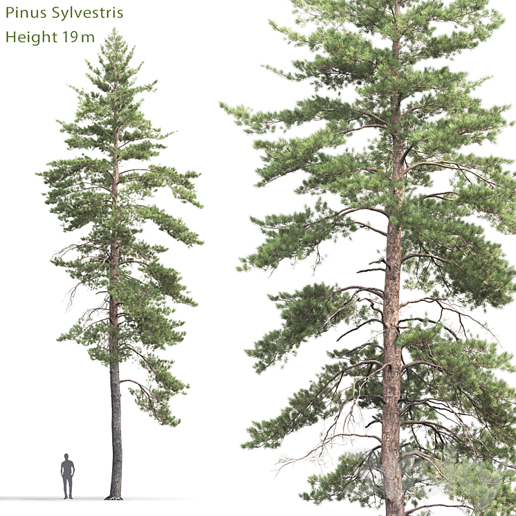 Pinus Sylvestris # 8 (19m) 3DS Max - thumbnail 1