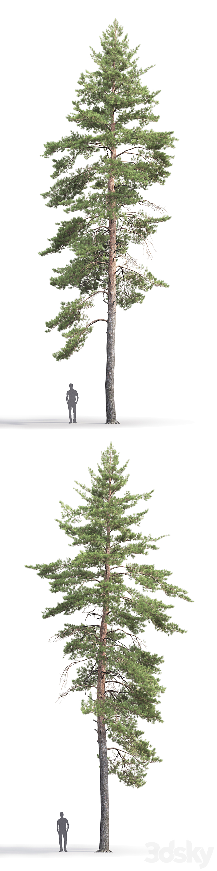 Pinus Sylvestris # 8 (19m) 3DS Max - thumbnail 2