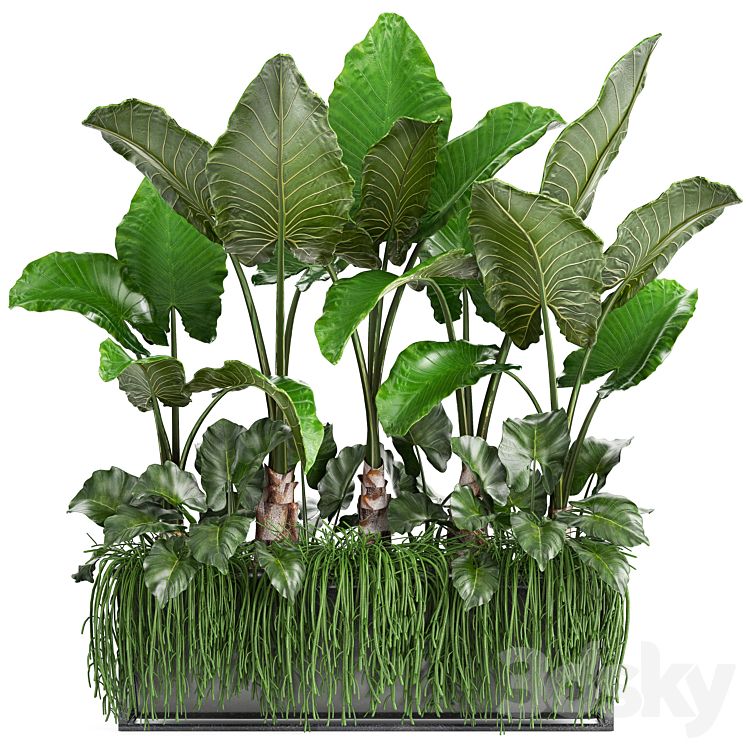 Plant collection 248. Tropical bushes alocasia bushes succulents pot flowerpot Rhipsalis flowerpot strelitzia jungle bushes 3DS Max - thumbnail 1