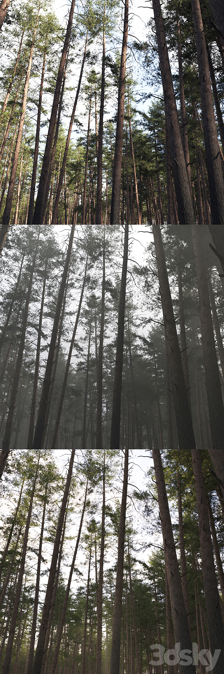 Pine 3D Model