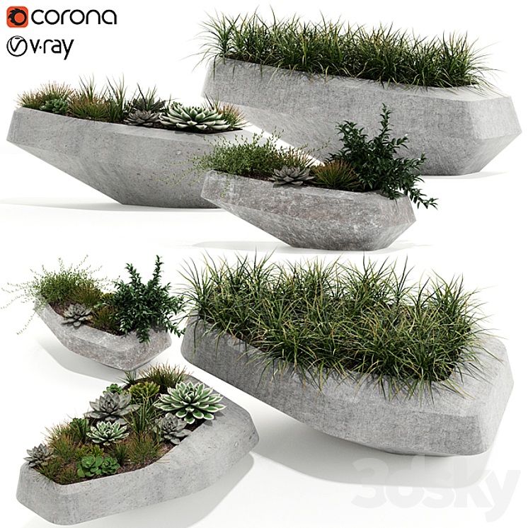 Plants collection 132 indigenus steen 3DS Max - thumbnail 1