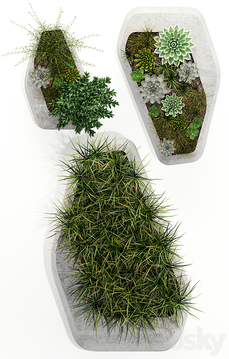 Plants collection 132 indigenus steen 3DS Max - thumbnail 2