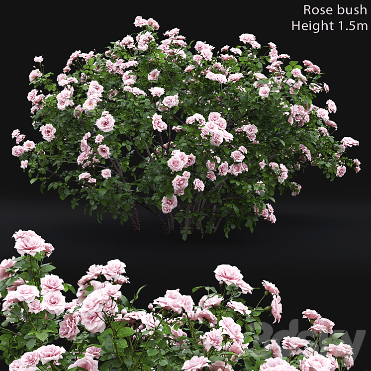 Rose bush # 4 3DS Max - thumbnail 1