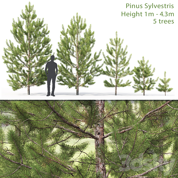 Pinus sylvestris young # 2 (1-4.3m) 3DS Max - thumbnail 1