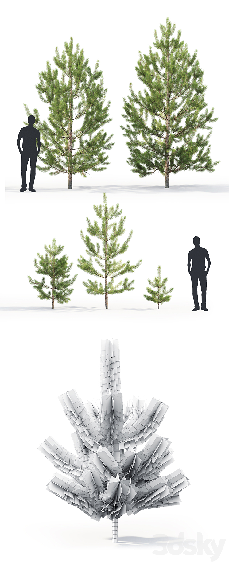Pinus sylvestris young # 2 (1-4.3m) 3DS Max - thumbnail 2