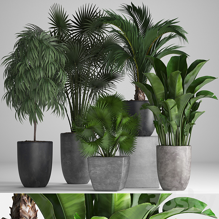Plant collection 258. Banana fan palm Ficus flowerpot concrete pot flowerpot strelitzia Ficus Alii 3DS Max - thumbnail 1