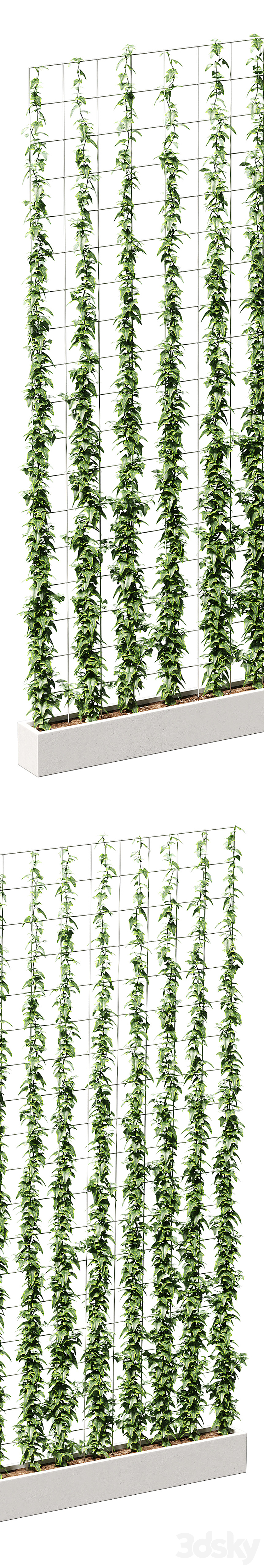 Ivy on the grid 3D Model