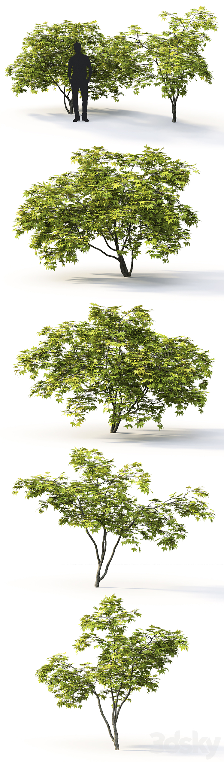 Acer 3D Model