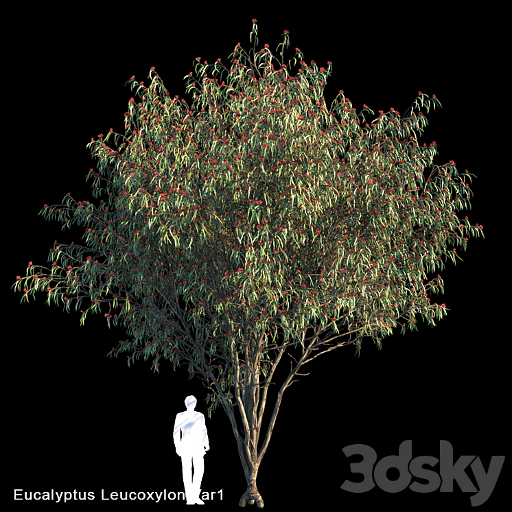 Eucalyptus Leucoxylon Var1 3DS Max - thumbnail 1
