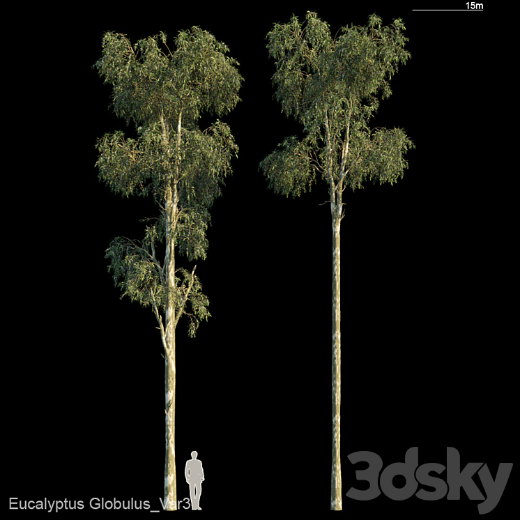Eucalyptus Globulus Var3 3DS Max Model - thumbnail 1