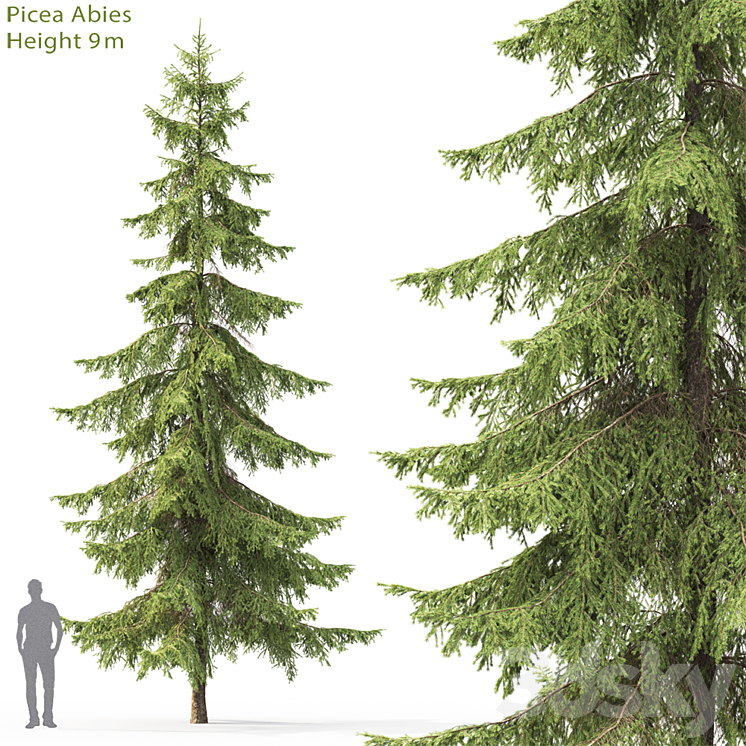 Spruce - Tree - 3D model