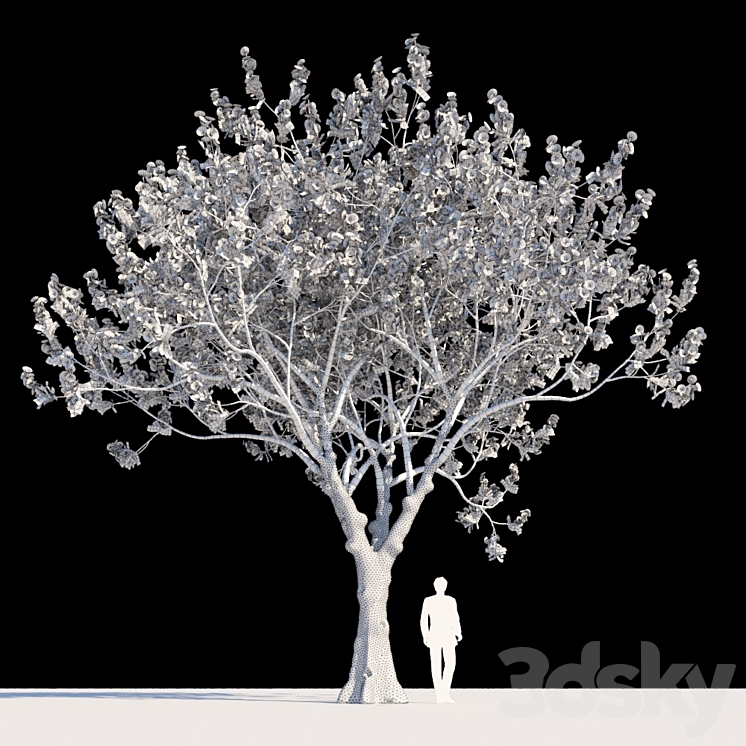 Delonix Regia | Flamboyant 3D Model