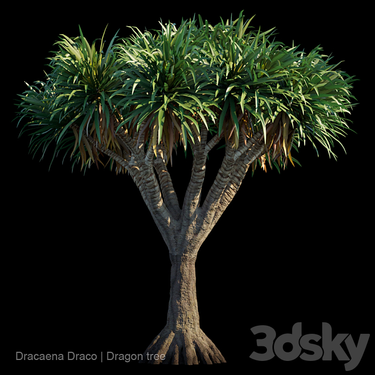 Dracaena Draco | Dragon tree 3DS Max - thumbnail 1