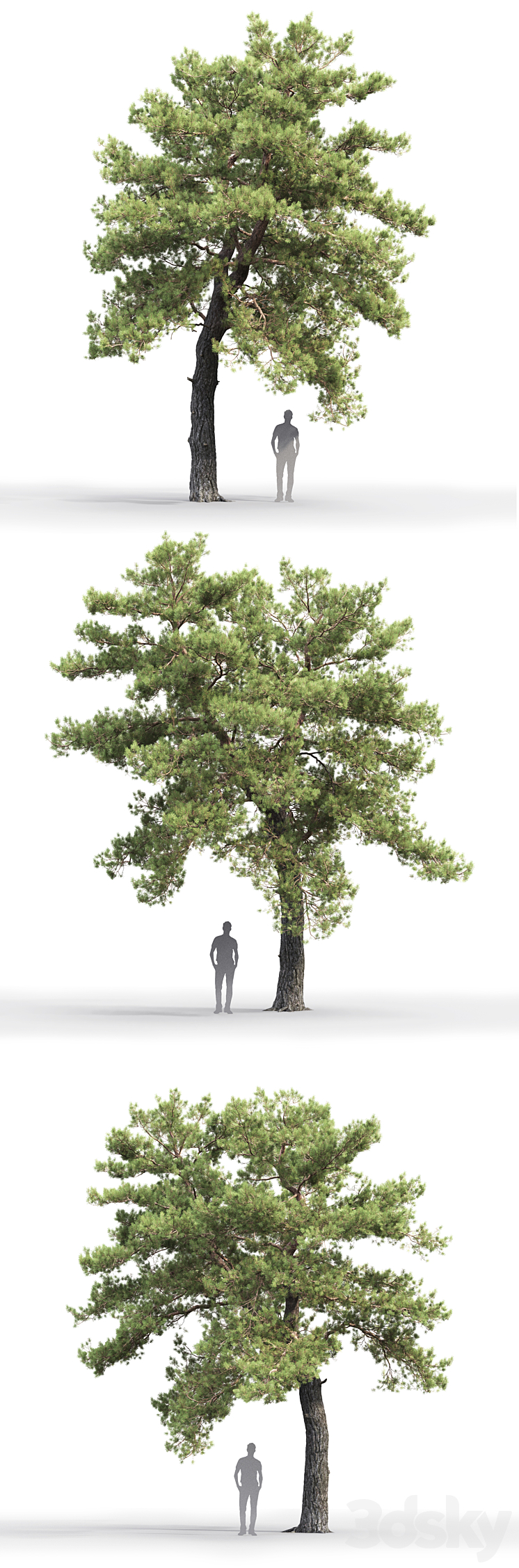 Pine 3D Model