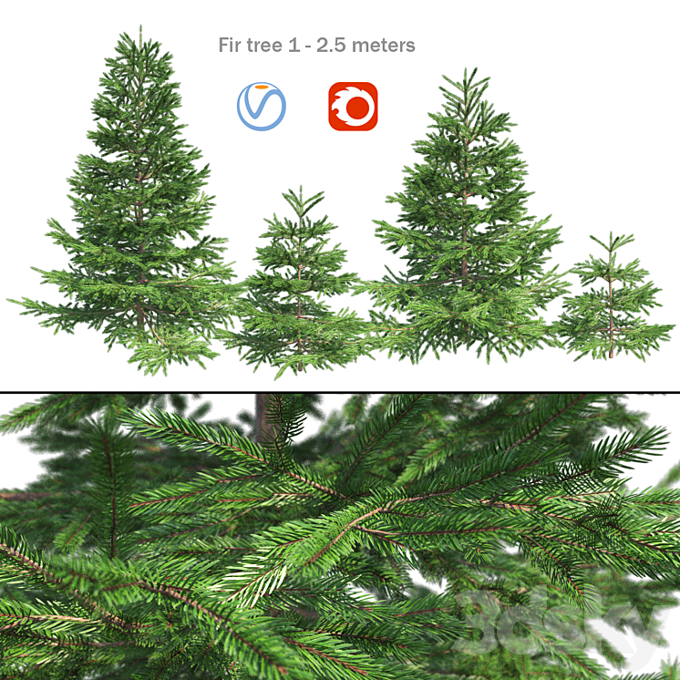 Spruce - Tree - 3D model