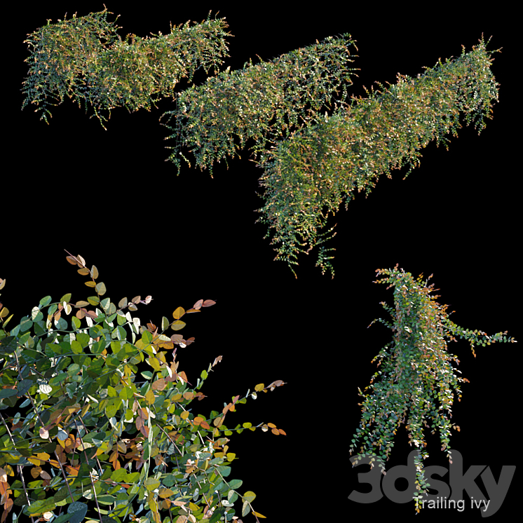 Trailing ivy 3 3DS Max - thumbnail 1