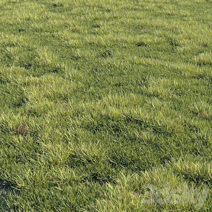 Grass kit 2 3D Model