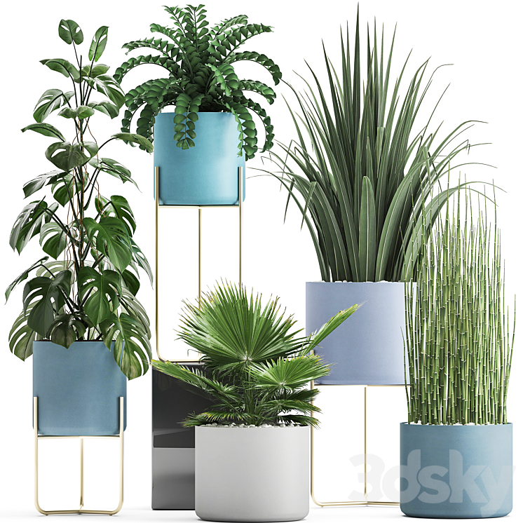 Plant collection 281. Monstera brachea palm tree horsetail indoor plants pot Scandinavian style bushes exotic indoor 3DS Max - thumbnail 1