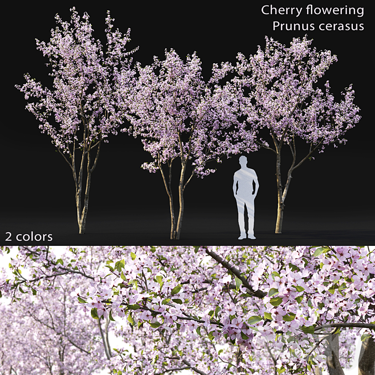 Prunus cerasus 3DS Max - thumbnail 1